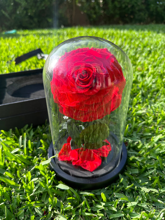 Forever Lasting Single Rose Dome